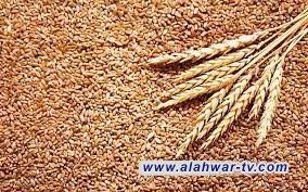 النزاهة تكشف نقص 10 آلاف طن من القمح بمخازن حبوب واسط